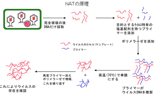 NAT　核酸増幅試験