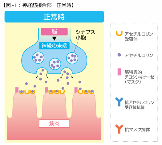 【図-1：神経筋接合部　正常時】