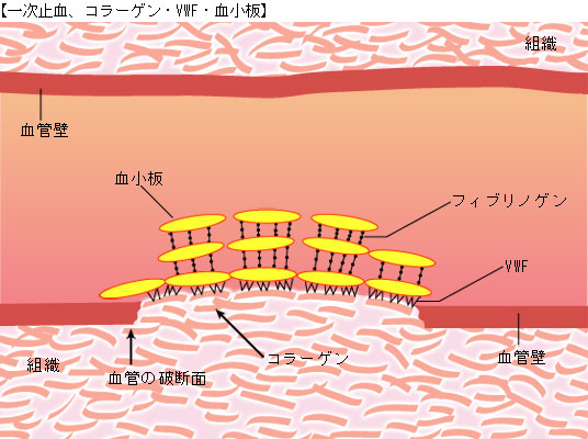 一次止血、コラーゲン・VWF・血小板