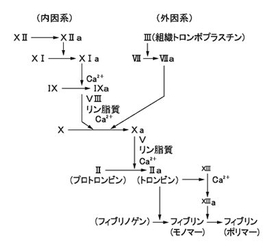 凝固反応