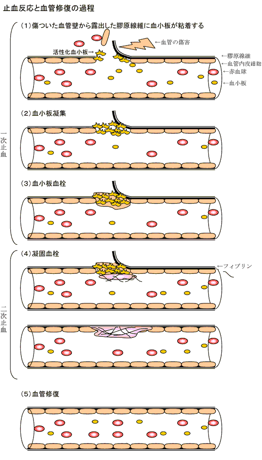 コーンの低温エタノール分画法