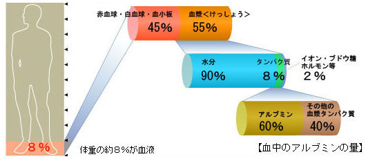 アルブミンの割合