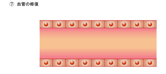 ７．血管の修復