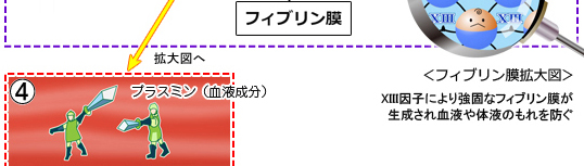 組織接着剤の仕組み（図解）