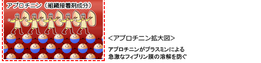 組織接着剤の仕組み（図解）