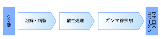 （３）ウマ由来コラーゲンの製法と安全性