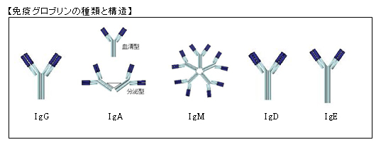 免疫グロブリンの種類と構造