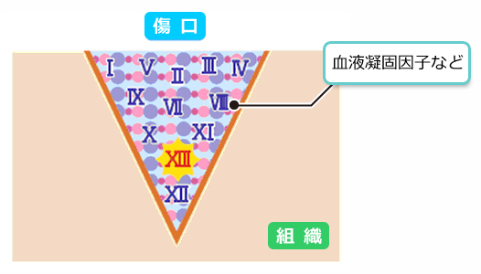 血液凝固因子の働き