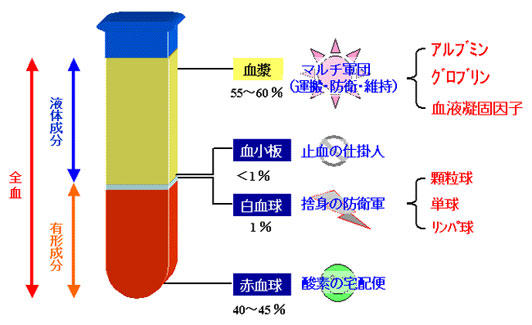 血液の組成・成分について